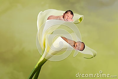 Mixed race babies in a flower Stock Photo