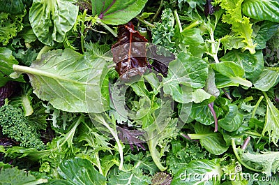 Mixed salad field greens Stock Photo