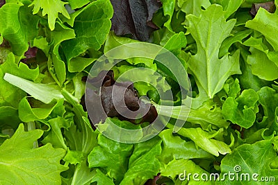 Mixed Salad Greens Stock Photo