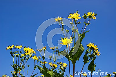 The mixed silphia Silphium perfoliatum is a plant native to North America from the daisy family Stock Photo