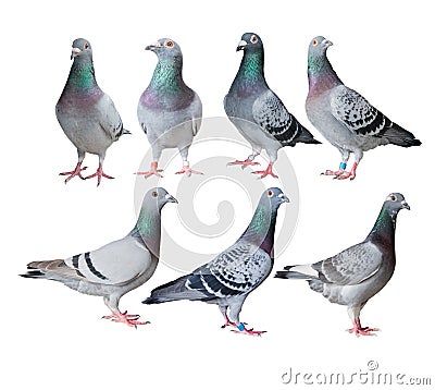 Mixed of speed racing pigeon bird white background Stock Photo