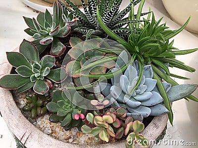 Mixed succulents growing in the pot background Stock Photo