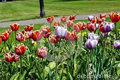 Mixed tulips Stock Photo