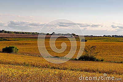 Mixed use farm with predominant Soya bean Soybeans Stock Photo