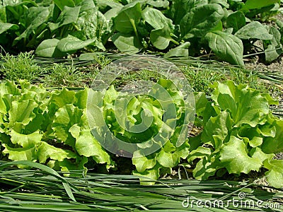 Mixed vegetable bed Stock Photo