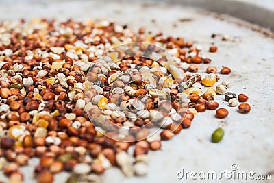 Mixed Wheat and Grain for Bird Feed Stock Photo