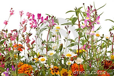 Mixed wild field flowers Stock Photo