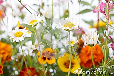 Mixed wild field flowers Stock Photo