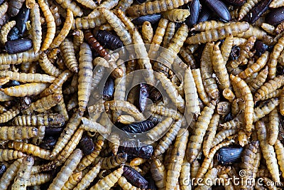 Mixed dried beetles and mealworms for insectivore pets. Stock Photo