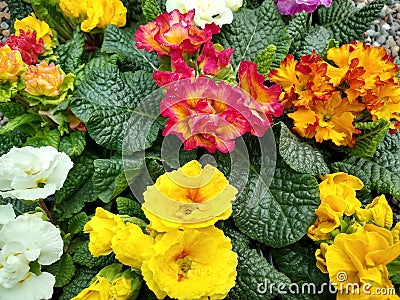 Primrose 'Diva Mixed' Stock Photo