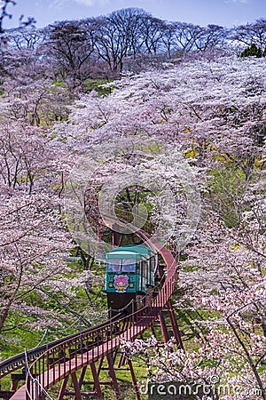 Tourists slope car pass through tunnel of Cherry Blossom at Funaoka Castle Ruin Park, Miyagi, Editorial Stock Photo