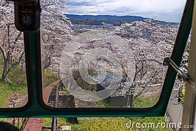 Tourists slope car pass through tunnel of Cherry Blossom at Funaoka Castle Ruin Park, Miyagi, Editorial Stock Photo