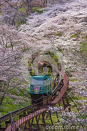 MIYAGI,JAPAN - APRIL 13, 2017 : Tourists slope car pass through tunnel of Cherry Blossom at Funaoka Castle Ruin Park, Miyagi, Editorial Stock Photo