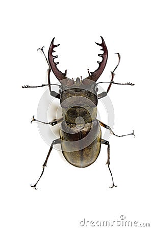 Miyama stag beetle Stock Photo