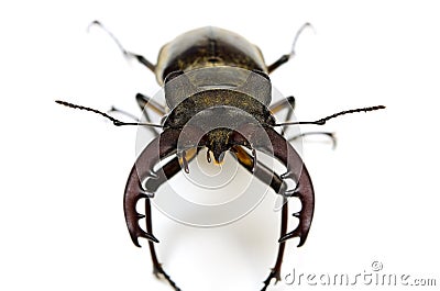 Miyama stag beetle Stock Photo