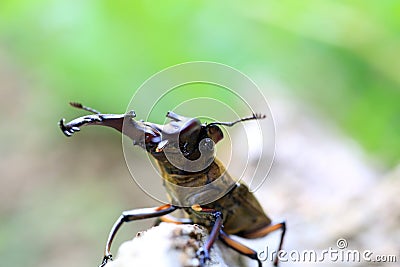Miyama Stag Beetle Stock Photo