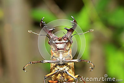 Miyama Stag Beetle Stock Photo