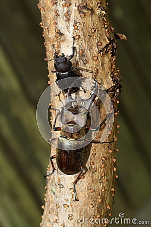 Miyama Stag Beetle Stock Photo