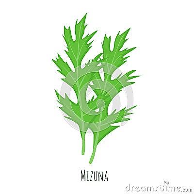 Mizuna green salad leaves vector illustration isolated on white Vector Illustration