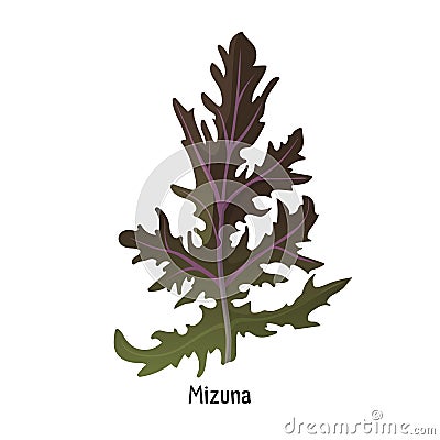 Mizuna kyona Japanese greens or spider mustard cultivated crop plant Vector Illustration