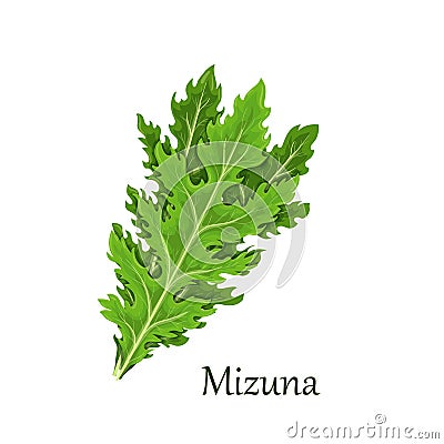 Mizuna lettuce green leaves Vector Illustration