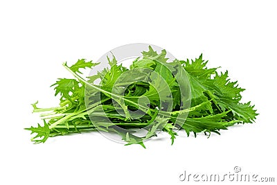 Mizuna lettuce isolated Japanese Mustard, vegetable salad for good health on white background Stock Photo