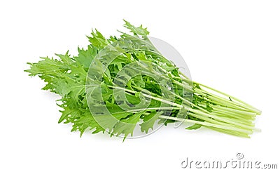 Mizuna lettuce isolated on white background Stock Photo