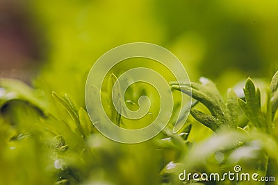 Mizuna microgreen japanese mustard on a blurred background. Selective focus. Top view. Stock Photo