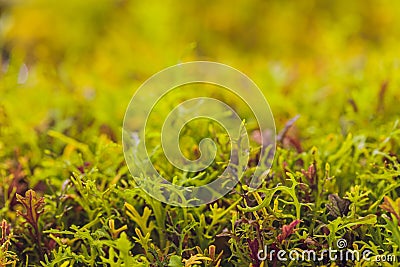 Mizuna microgreen japanese mustard on a blurred background. Selective focus. Top view. Stock Photo