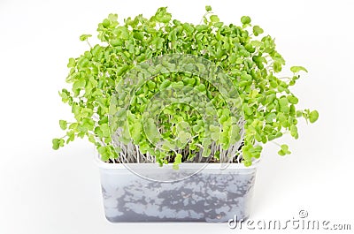 Mizuna microgreen in white plastic container Stock Photo