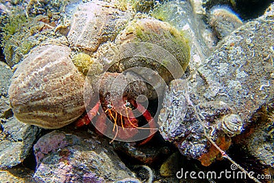 Mnemiopsis leidyi - the warty comb jellyfish or sea walnut jellyfish Stock Photo