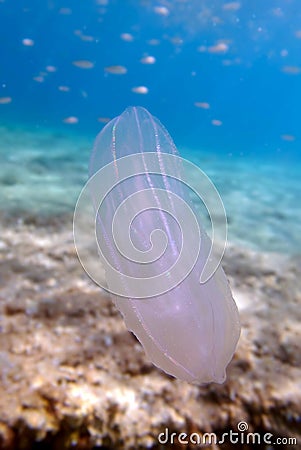 Mnemiopsis leidyi - the warty comb jellyfish or sea walnut jellyfish Stock Photo