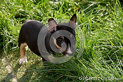 Miniature bull terrier puppy observes the world Stock Photo