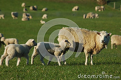 Mob of sheep Stock Photo