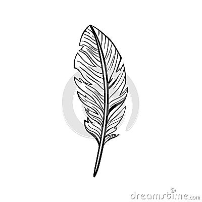 Bird feathers doodle icon vector Vector Illustration