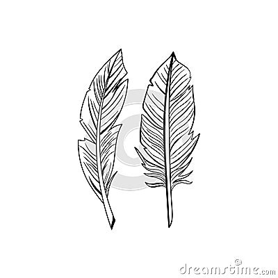 Bird feathers doodle icon vector Vector Illustration
