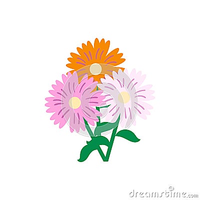 Daisy flower pink and orange colour Vector Illustration