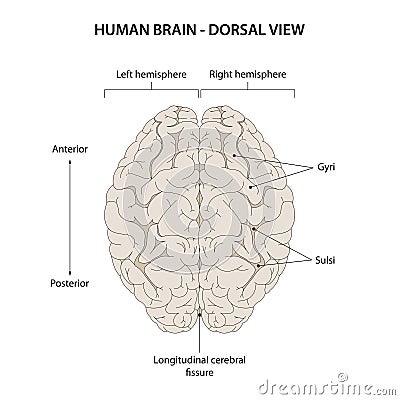 Dorsal view of the Human brain. Vector Illustration