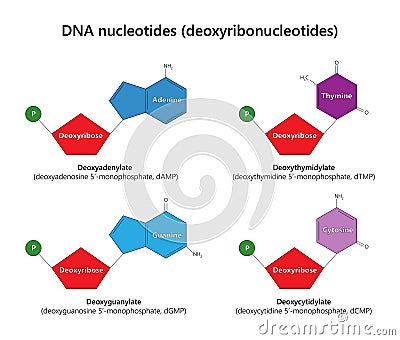 DNA nucleotides (deoxyribonucleotides). Vector Illustration
