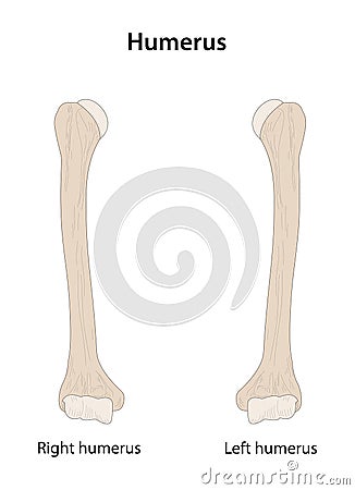 Right Humerus and Left Humerus. Anterior (ventral) view. Vector Illustration