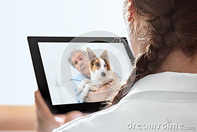 Mobile diagnostic for an veterinarian with telecommunication or Stock Photo