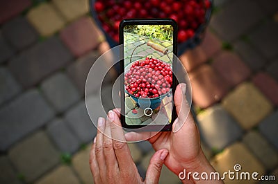 Mobile phone in live view. Smartphone in female hands photographing the harvest of cherries in a blue metal bucket Stock Photo