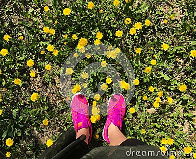 Mobile photo feemale feet pink snikerses yellow dandelions Stock Photo