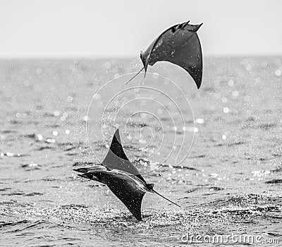 Mobula rays are jumps out of the water. Mexico. Sea of Cortez. Cartoon Illustration