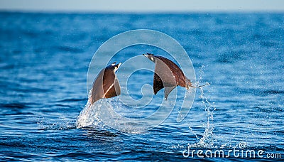 Mobula rays are jumps out of the water. Mexico. Sea of Cortez. Cartoon Illustration