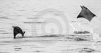 Mobula rays are jumps out of the water. Mexico. Sea of Cortez. Cartoon Illustration