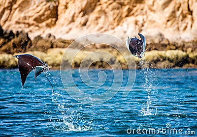 Mobula rays are jumps out of the water. Mexico. Sea of Cortez. Cartoon Illustration