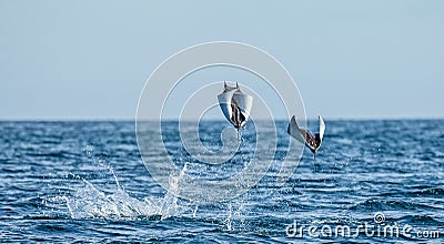 Mobula rays are jumps out of the water. Mexico. Sea of Cortez. Cartoon Illustration