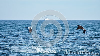 Mobula rays are jumps out of the water. Mexico. Sea of Cortez. Cartoon Illustration