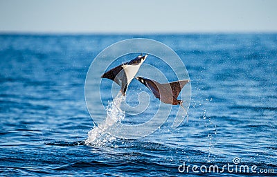 Mobula rays are jumps out of the water. Mexico. Sea of Cortez. Cartoon Illustration